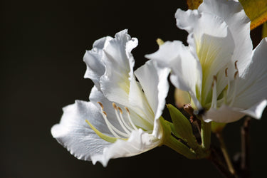 10 WHITE ORCHID TREE Bauhinia Alba syn Variegata Candida Hawaiian Mountain Ebony Camel's Foot Butterfly Flower Tree Hummingbird Seed